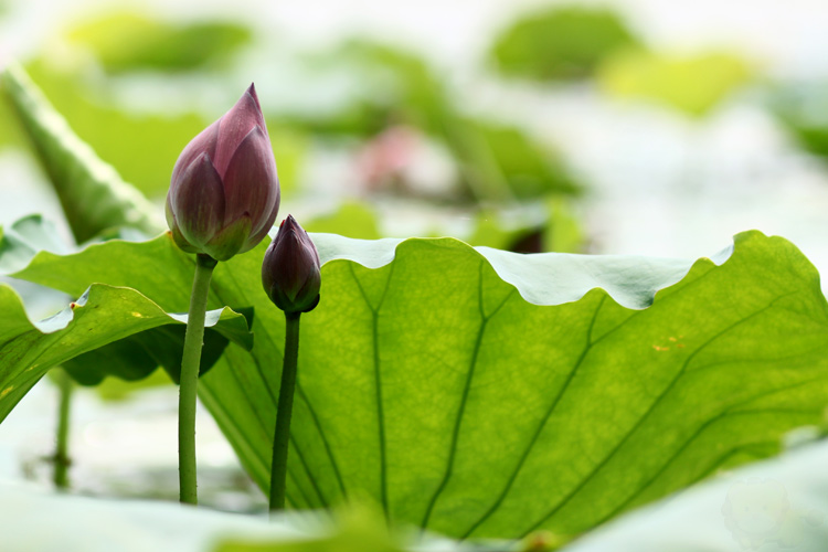 Hạt giống hoa, hoa treo, dạ yến thảo, hoa treo ban công, hạt giống hoa oải hương, bán hạt giống hoa oải hương, hat giong hoa oai huong, hạt giống  chất lượng cao, hat giong hoa , hat giong hoa chat luong cao, hoa trong tham, hoa trong chau,giong hoa, thiết kế hồ cá Koi, thi công hồ cá Koi, thiet ke ho ca Koi, thi cong ho ca Koi.